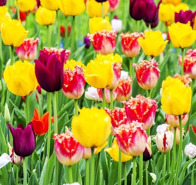 10 Triumph Tulip Bulbs for Fall Planting Mixed Perennial Flower Tulip Bulbs Changing Colors Mixture Size 12+ (All Season Barn Mixture)