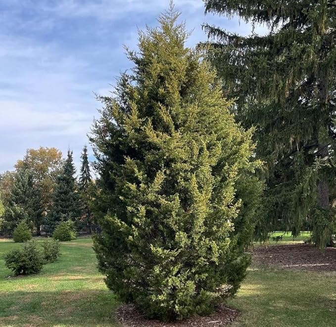 Eastern Red Cedar Tree - 10-16" Tall Live Plant - Quart Pot - Redcedar Juniper Evergreen Seedling - Juniperus virginiana