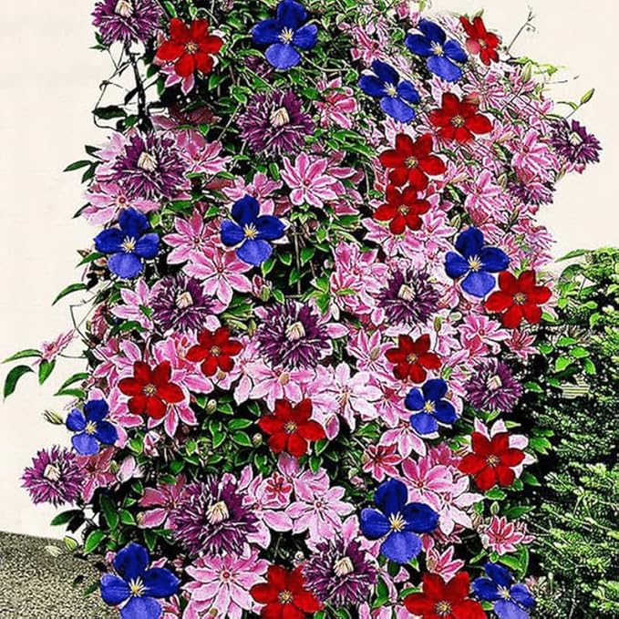 Random Clematis Vine Plants Live in Pot, 8 Months Old Seedlings Climbing Flowering, Outdoor Trellis Fences, Cold Hardy