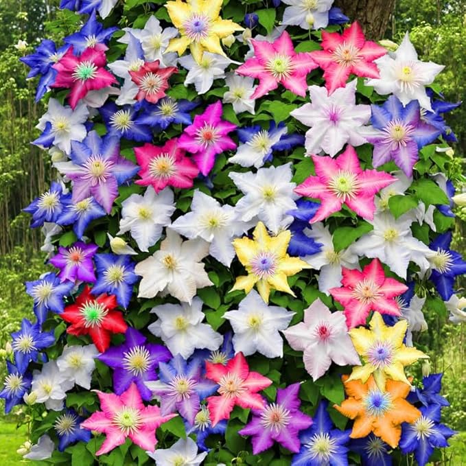 Random Clematis Vine Plants Live in Pot, 8 Months Old Seedlings Climbing Flowering, Outdoor Trellis Fences, Cold Hardy