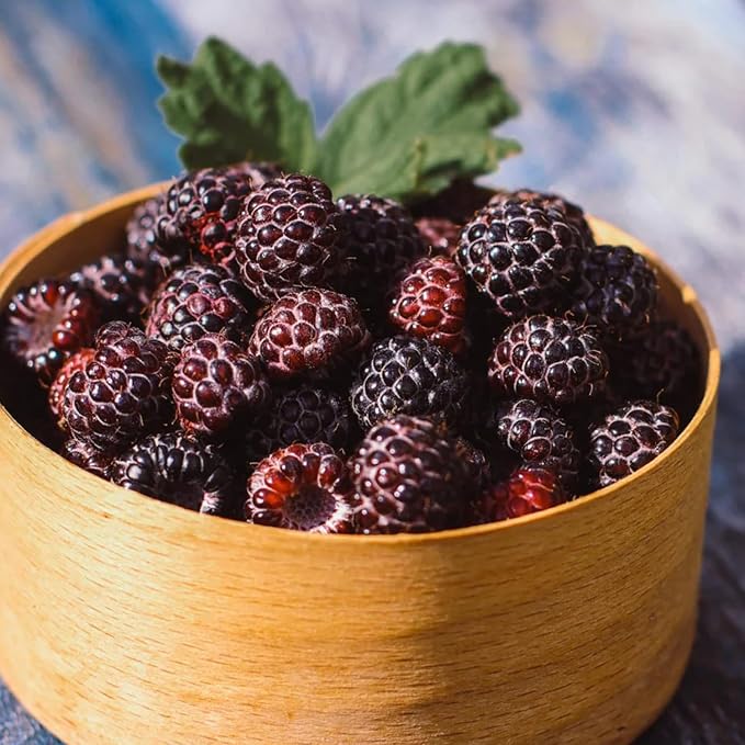Set 2 Glencoe Thornless Raspberry Plants Live, Raspberry Trees Live Plants, Raspberry Seedlings, 5-9 Inc, Raspberry Fruits Trees
