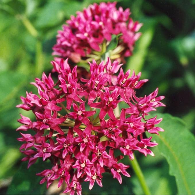 2 Milkweed Plants Live, Live Milkweed Plants, Asclepias Tuberosa Plant, 5 to 8 Inc Tall, Outdoors Gardening (Pink)