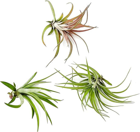 ragnaroc Air Plants - Tillandsia Brachycaulos Abdita, Large 4-6" - 3 ct - Live Arrival Guaranteed - House Plants for Home Decor & Gift