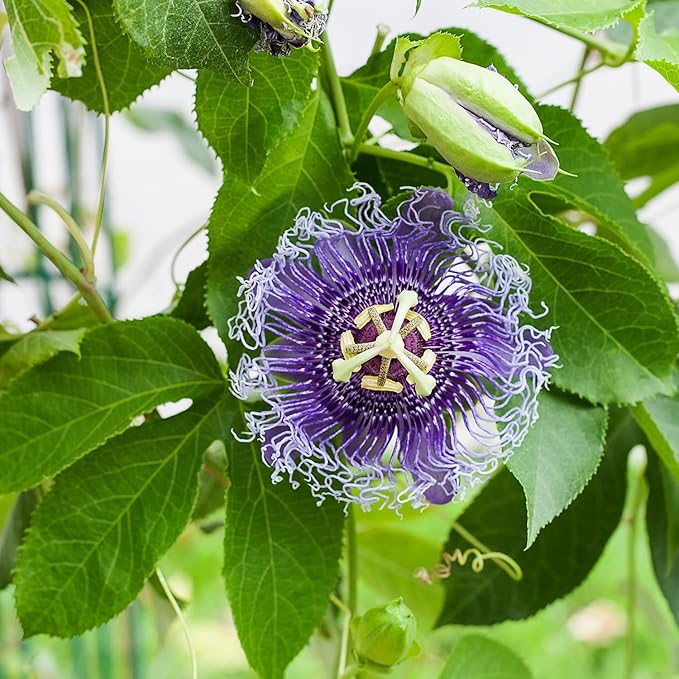 Purple Passion Flower Plant - Violet Purple Blue Passion Flower Vine Live Plant - Size 5 to 7 Inch Tall, Passiflora Flowers Starter Plant, Without Pot