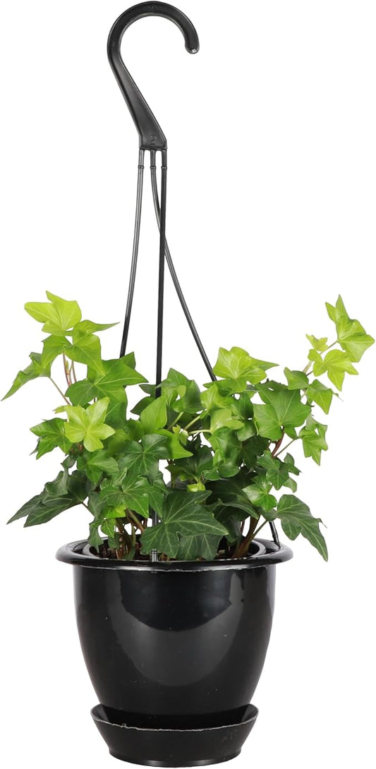 Thorsen's Greenhouse Live Green English Ivy Plant, Hedera Helix, Natural Air Purifier, Easy to Grow, Live Indoor Houseplant, 4" Diameter Pot (Black - Hanging)