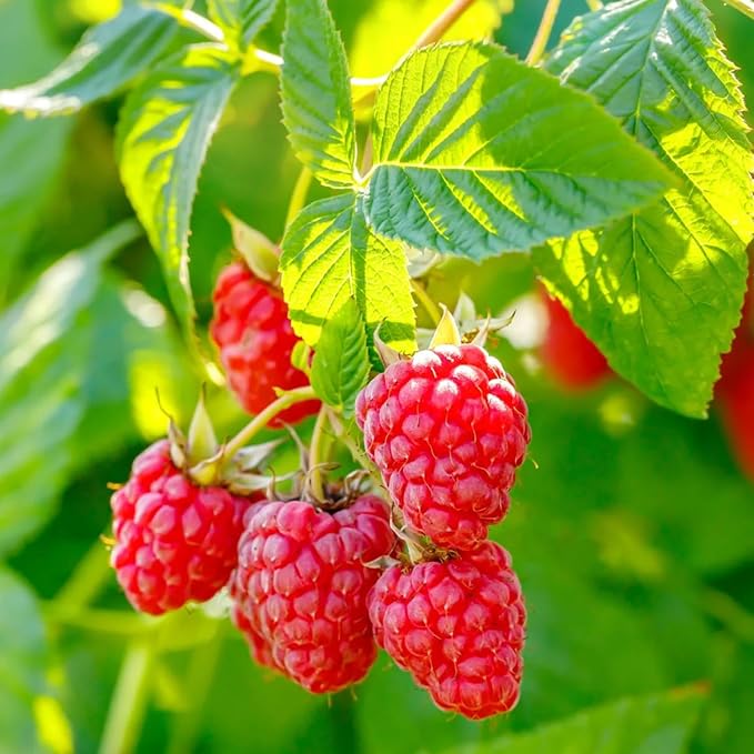 Set 2 Red Raspberry Plants Live, Raspberry Trees Live Plants, Raspberry Seedlings, 5-9 Inc, Raspberry Fruits Trees