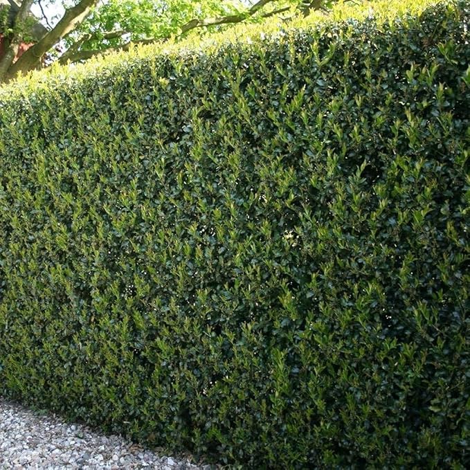 Burfordi Holly | 3 Quart Size Plants | Ilex Cornuta | Fast Growing Evergreen Shrubs, Privacy Hedge Plants, Dark Green Foliage, Low Maintenance Landscaping, Ideal for Hedges and Borders