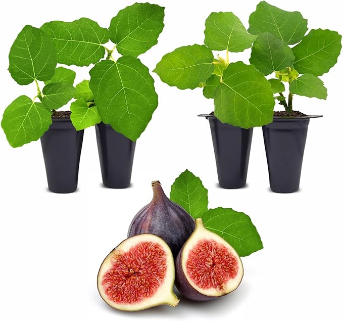 Chicago Hardy Fig Plant (4 Pack) | Live Fruit Plant for Planting | Cold-Hardy & High-Yielding Tree | Grow Your Own Sweet & Juicy Figs at Home | Perfect for Fresh Eating, Drying & Organic Gardening