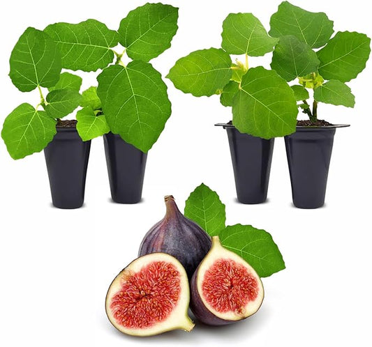 Chicago Hardy Fig Plant (4 Pack) | Live Fruit Plant for Planting | Cold-Hardy & High-Yielding Tree | Grow Your Own Sweet & Juicy Figs at Home | Perfect for Fresh Eating, Drying & Organic Gardening