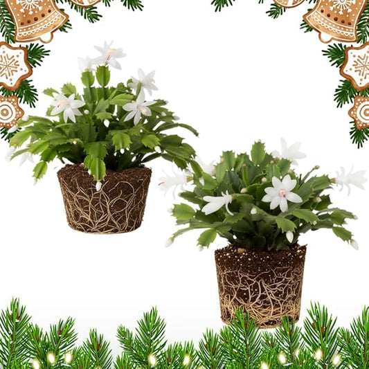 2 White Christmas Cactus Plants, Thanksgiving Cactus 3-6 Inch Tall, Winter Succulents Flowers Container Hanging Basket Indoor Outdoor Planting