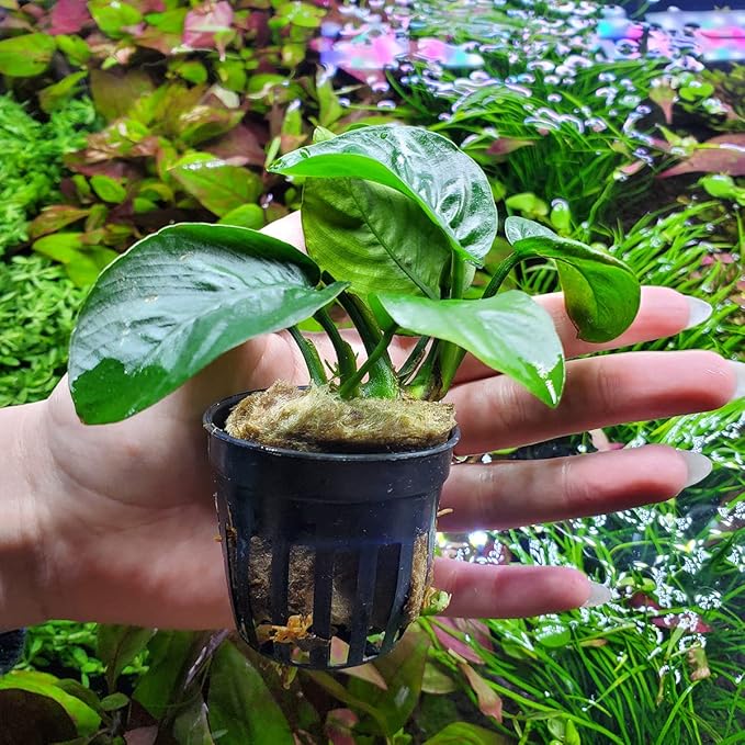 SubstrateSource Anubias Live Aquarium Plants - Potted Freshwater Plant for Fish Tanks, Terrariums - Beginner Friendly Low Light (Barteri Butterfly, 1 Pot)
