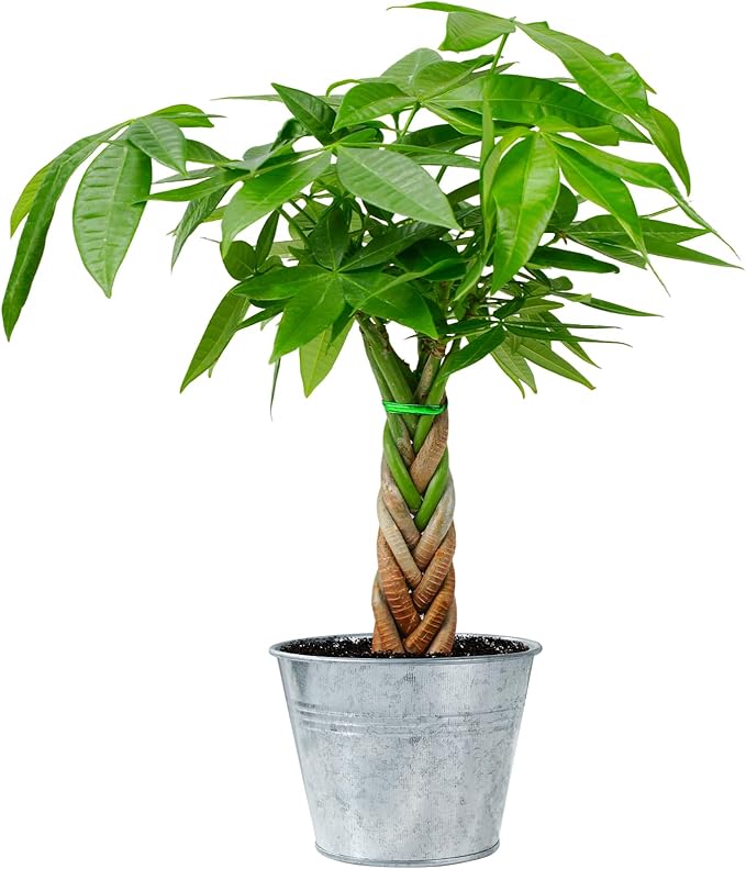 Live Plants Money Tree in 4" Matte Metal Pot, Easy to Grow Houseplant, Indoor Bonsai, Home Office Decor, Birthday Housewarming Gift