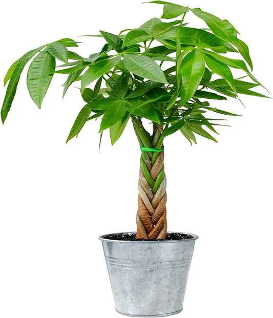 Live Plants Money Tree in 4" Matte Metal Pot, Easy to Grow Houseplant, Indoor Bonsai, Home Office Decor, Birthday Housewarming Gift
