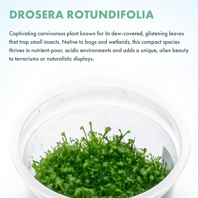 SubstrateSource Live Plant - Round-leaved Sundew (Drosera Rotundifolia) - Carnivorous Rosette for Bog Terrariums, Snail-Free in Vitro Plant - Tissue Culture