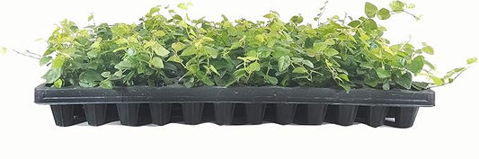 Creeping Fig Plant Ficus Pumila Climbing Vine - 30 Live Fully Rooted Plants
