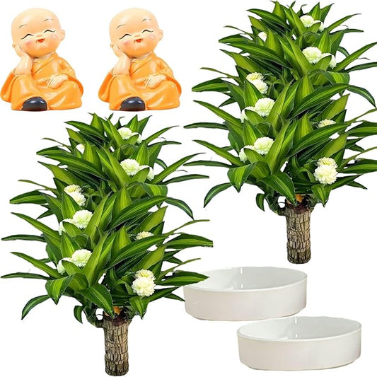 Brazilian Lucky Wood Plant, Brazilian Wood with Energy Crystals, Low-Light Office, Bedroom Decor, Home Good Luck Decor (Two Yellows)
