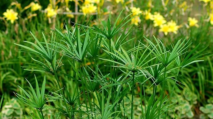 Dwarf Papyrus Plant | 3 Live Plants | Cyperus Shade & Wet Tolerant Aquatic Foliage