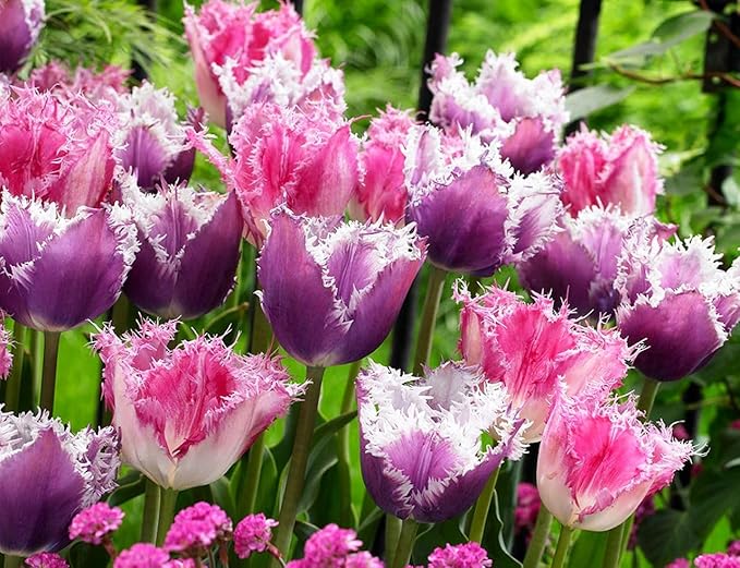 10 Triumph Tulip Bulbs for Fall Planting Mixed Perennial Flower Tulip Bulbs Changing Colors Mixture Size 12+ (Tulipa Fringed)
