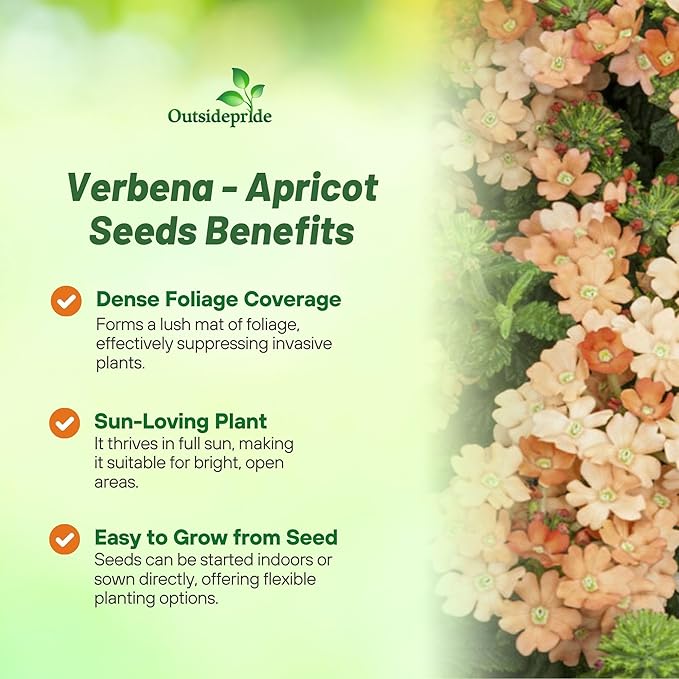 Outsidepride Apricot Verbena Seeds for Planting - 2000 Pcs. Annual, Drought Tolerant & Easy to Grow, Ground Cover with Fragrant & Vibrant Blooms for Window Boxes, Borders & Pollinator Gardens