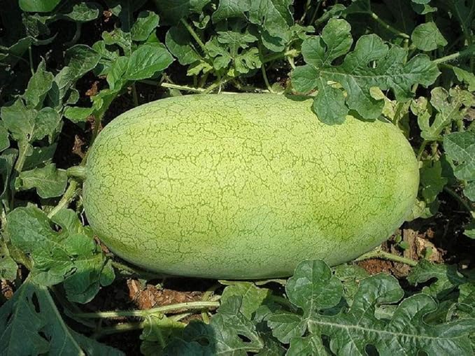 Charleston Grey Watermelon Seeds, COOL BEANS N SPROUTS Brand. (25 Seeds per Pack) Heirloom. Non-GMO. Home Gardening.
