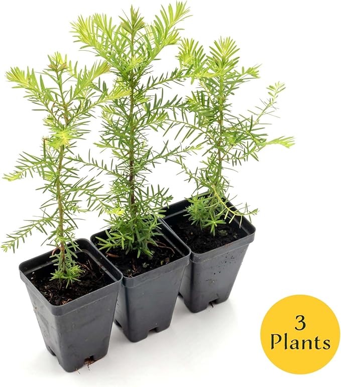 3 Coastal Redwood in 2.5” Nursery Cubes (Sequoia sempervirens) | Majestic Evergreen Tree for Shade, Privacy & Wildlife Support | Ready-to-Plant Live Starter Plants