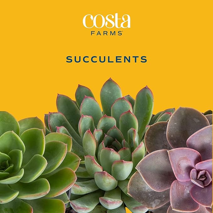 Costa Farms Mini Succulent Live Plants in Decorative Garden Pot, Easy to Maintain Small Indoor Houseplant, Home, Room, or Office Decor, Great House Warming or Birthday Gift, 6 Inches Tall