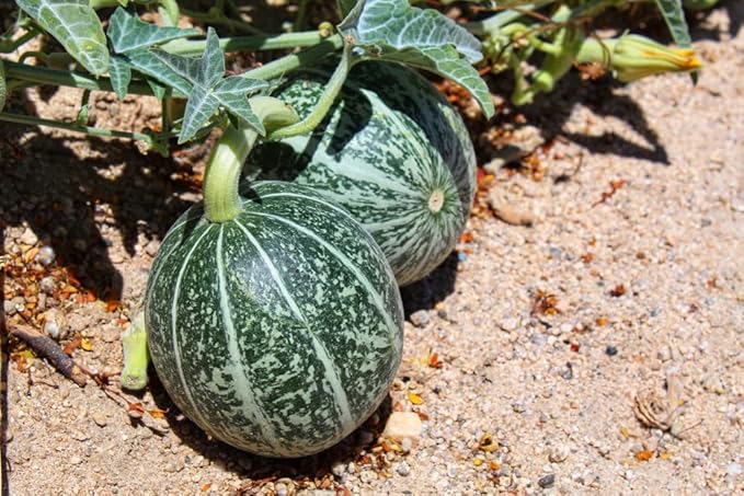 Melon Seeds for Planting (10 Seeds) - Grow Your Own Coyote Melon