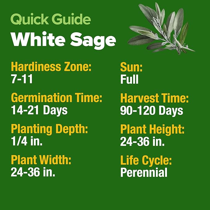 HOME GROWN White Sage Seeds 323 Pack Heirloom Seeds - Grow Aromatic Sage Plants for Your Herb Seeds Garden with Sage for Planting Outdoor or Indoor (Salvia apiana)