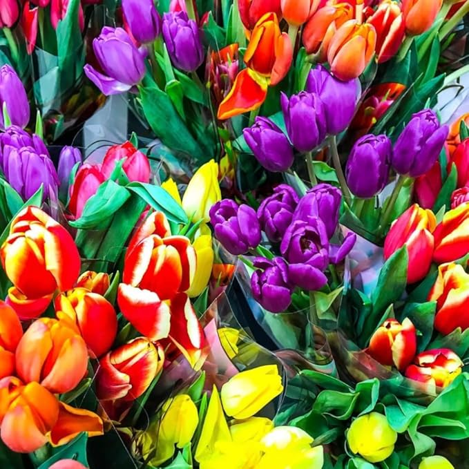 20 Mixed Tulip Flower Bulbs for Fall Planting, 11/12 cm Top Size Tulip Bulbs Bulk Pack of Colorful Tulips for Spring Blooms, Grow Flowerbeds, Fresh Harvest