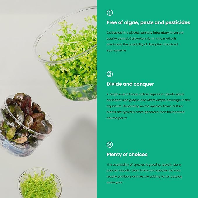 Ultum Nature Systems Live Tissue Culture - Bucephalandra Brownie Phoenix - Easy, Low-Med Light - Dark Green, Red, Purple Accent - Foreground to Midground - 100% Snail Free Grown In-Vitro - Regular Cup