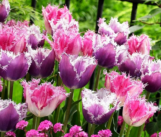Tulipa Fringed Mixture Tulip Bulbs Size 11/12 for Planting - Plant in Fall, Winter or Early Spring (Fringed Mixture, 15, Count)