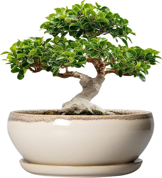 SQOWL Bonsai Pots 12 Inch - Large Ceramic Succulent Planters, Shallow Planter with Drainage Hole and Saucer, Round Bowl Planter for Indoor Outdoor Plants, Home Decor, Plant Lover Gifts, Beige