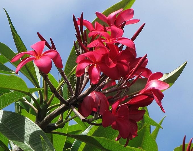 Frangipani Red Plumeria Plant Hawaii Cuttings 2 Pack lo987 Discount Hawaiian Gifts