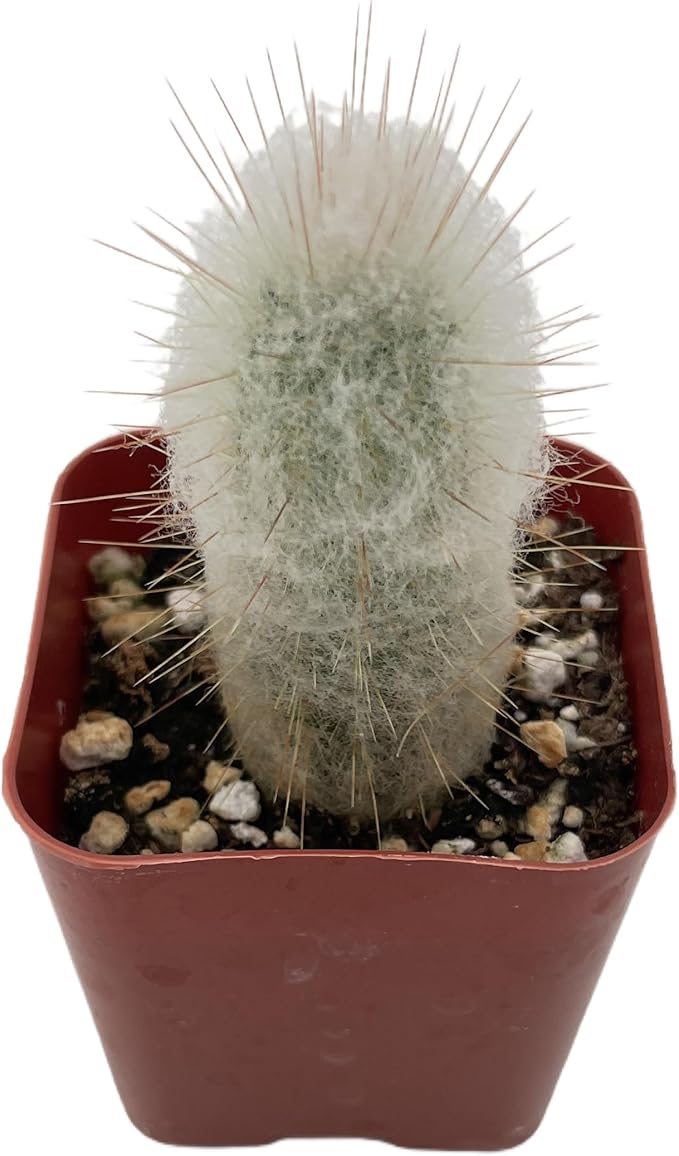 Sprout N Green Espostoopsis Dybowskii, Live Cactus Plant Fully Rooted in 2" Pots with Soil Mix, Houseplant for Indoor Outdoor Home Office Décor