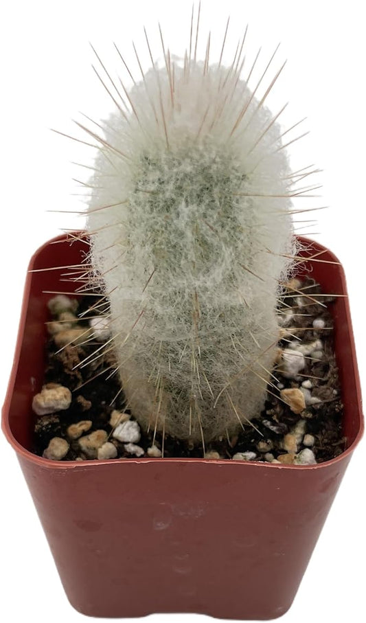 Sprout N Green Espostoopsis Dybowskii, Live Cactus Plant Fully Rooted in 2" Pots with Soil Mix, Houseplant for Indoor Outdoor Home Office Décor