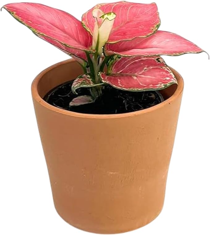 CoollectivePlants Aglaonema Chinese Evergreen ‘Cherry’ – Live Plant in 4″ Grower’s Pot, Aglaonema Live Plant, Easy Care Indoor Plant, Includes UniHeat Pack for Winter Protection