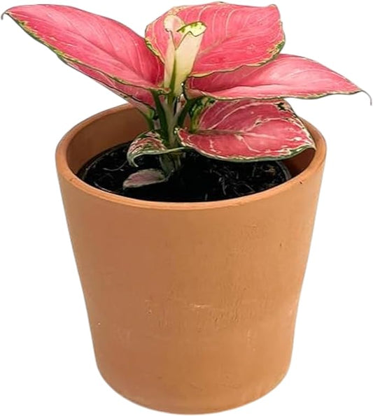 CoollectivePlants Aglaonema Chinese Evergreen ‘Cherry’ – Live Plant in 4″ Grower’s Pot, Aglaonema Live Plant, Easy Care Indoor Plant, Includes UniHeat Pack for Winter Protection