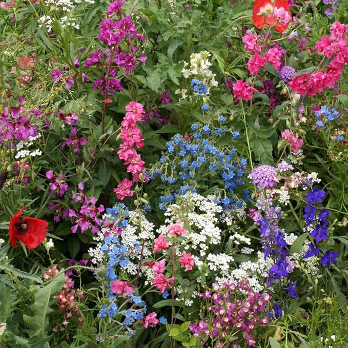 Outsidepride Partial Shade Wild Flower Seed Mix for All States - 1 lb. Premium Blend of Annual & Perennial Wildflowers, Perfect for Partial Shade Areas, & Outdoor Planting for Gardens & Lawns