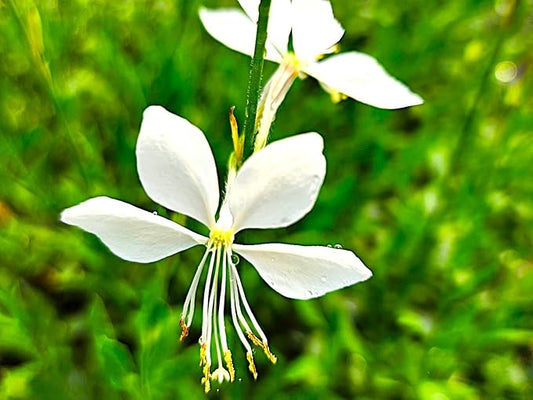 Greenwood Nursery: Live Perennial Plants - Gaura 'Whirling Butterflies' + Oenothera lindheimeri - [Qty: 10x Pint Pots] - (Click for Other Available Plants/Quantities)
