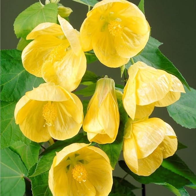 2 Abutilon Plants Live 5-8 Inches Tall - Abutilon Lantern Trailing Hanging Flower Vine Perfect for Enhancing Your Indoor Outdoor Garden (Yellow)