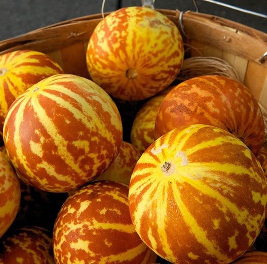 Melon Seeds for Planting (10 Seeds) - Grow Your Own Food (Tigger Melon)