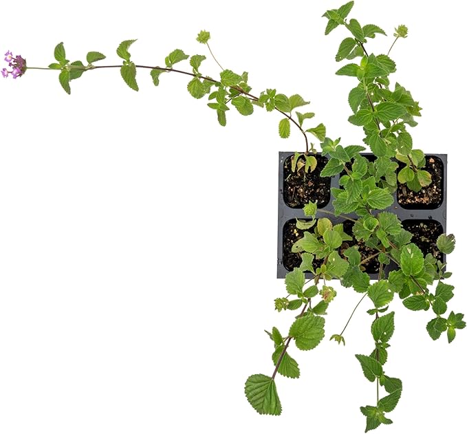 6 Lavender Lantana in 2.5” Nursery Cubes (Lantana montevidensis) | Trailing Live Evergreen Shrub for Containers & Landscapes | Ready-to-Plant Live Starter Plants