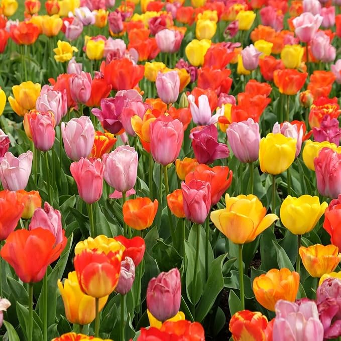 50-Pack Bulk Mixed Tulips Flower Bulbs - 50 Bulbs per Pack - Good as Cut Flowers - Perennializing - Easy to Grow Live Plants - Outdoor Garden - Pack of Colorful Spring Blooms – Fall Planting