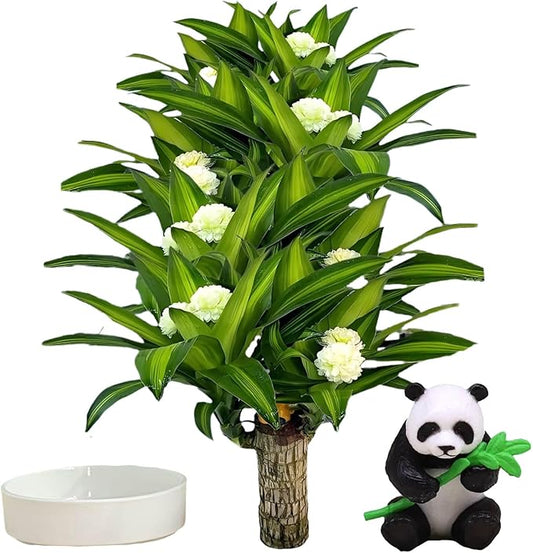 Brazilian Lucky Wood Plant, Brazilian Wood with Energy Crystals, Low-Light Office, Bedroom Decor, Home Good Luck Decor (Panda)