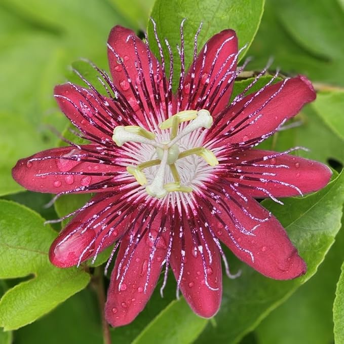 Burgundy Passion Flower Plant - Burgundy Passion Flower Vine Live Plant - Size 5 to 7 Inch Tall, Passiflora Flowers Starter Plant, Without Pot