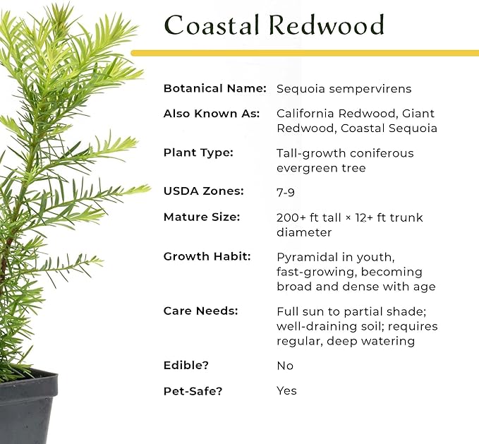2 Coastal Redwood in 2.5” Nursery Cubes (Sequoia sempervirens) | Majestic Evergreen Tree for Shade, Privacy & Wildlife Support | Ready-to-Plant Live Starter Plants