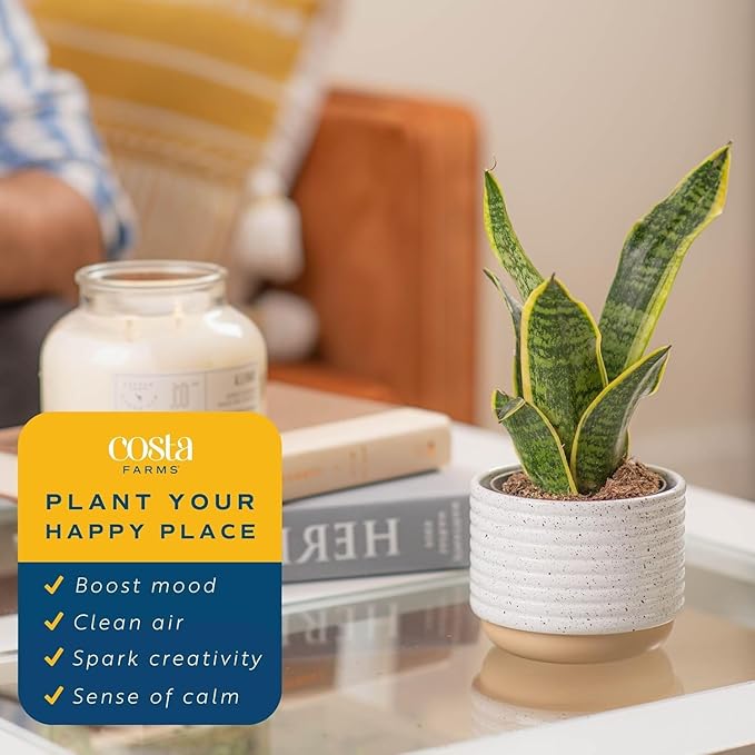 Costa Farms Snake Plant, Small Live Plant in Plastic Pot, Easy to Maintain, Air Purifying Succulent Indoor Houseplant Assorted Variety, Perfect for Home, Room, or Office Décor Gift, 8-12 Inches Tall