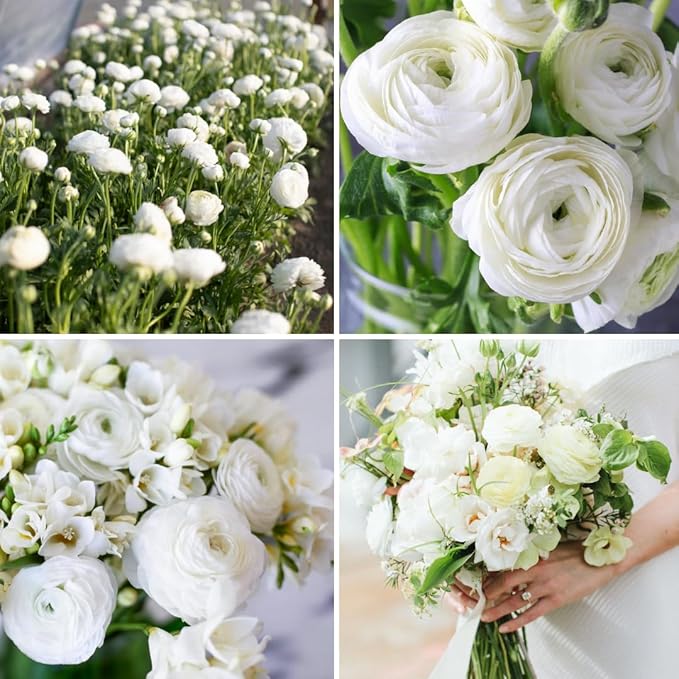 30 Ranunculus Bulbs for Fall Planting, Butterfly Ranunculus Corms, Peony Ranunculus Flower Bulbs for Garden, Vibrant Blooms in Spring (White Ranunculus)