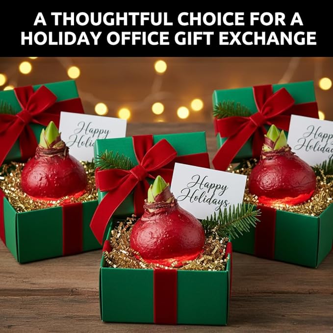 Three Red Waxed Amaryllis Bulbs – Christmas Office Gift Exchange Idea - Favorite Things Party - No Watering or Soil Needed - Live Holiday Gift Plant - Festive, Easy Care (3 Bulbs)
