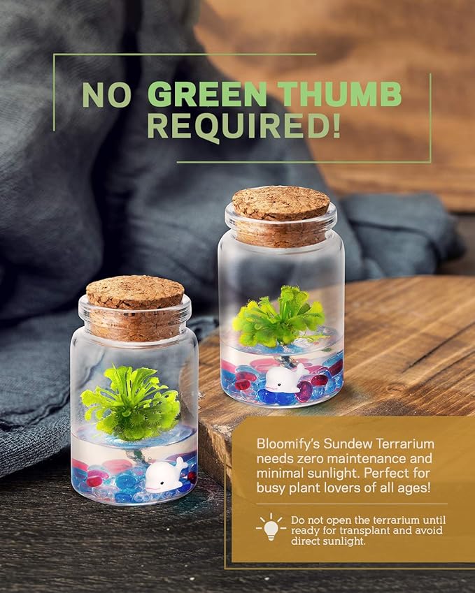 Bloomify Sundew Terrarium - 100% Self Sustaining Drosera spatulata in Maintenance Free Glass Jar with Unique Terra Gel, Fast and Healthy Plant Growth for Kids and Adults